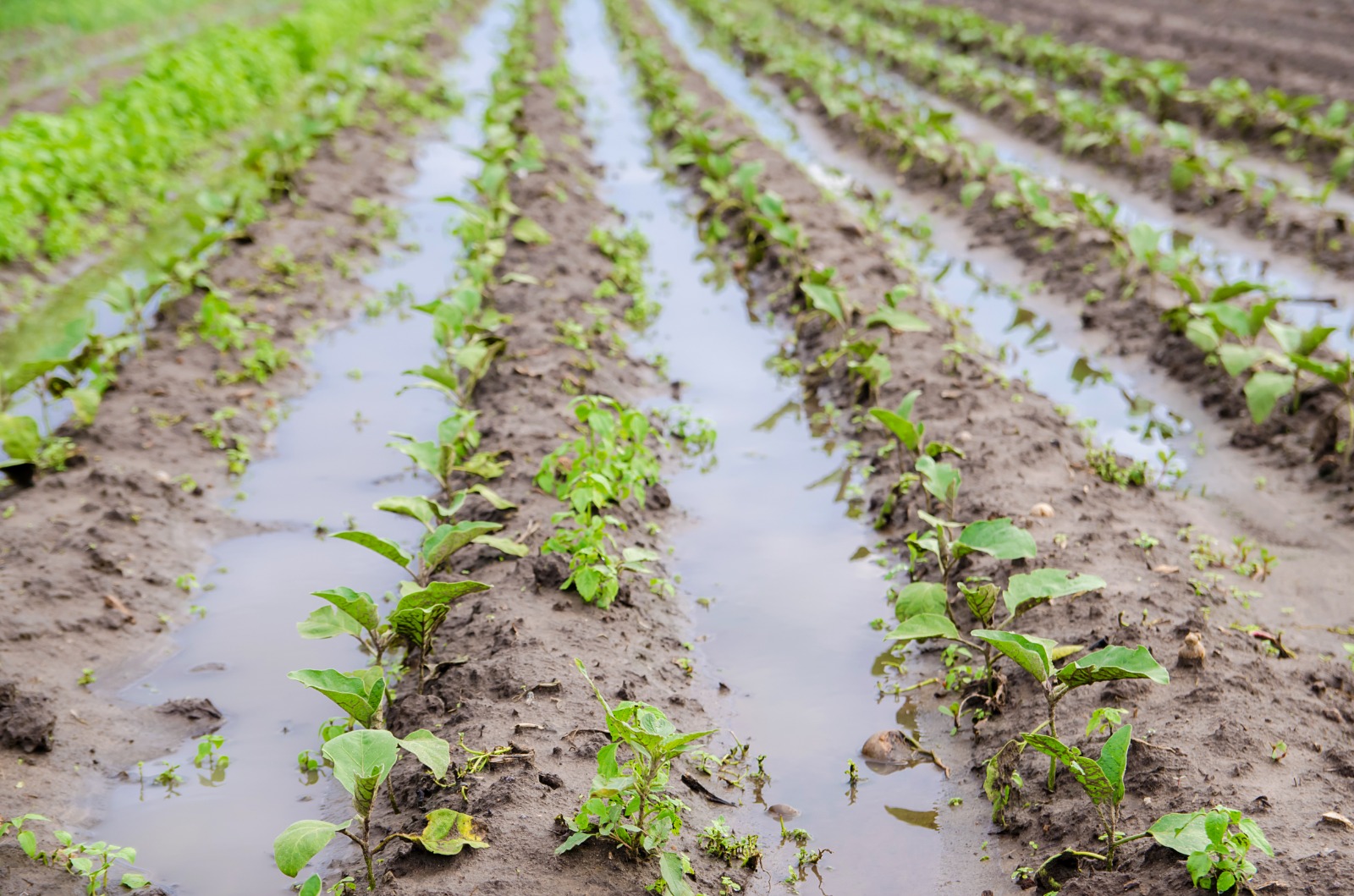 Curso online de CECAS sobre seguros agrarios y amenazas climáticas